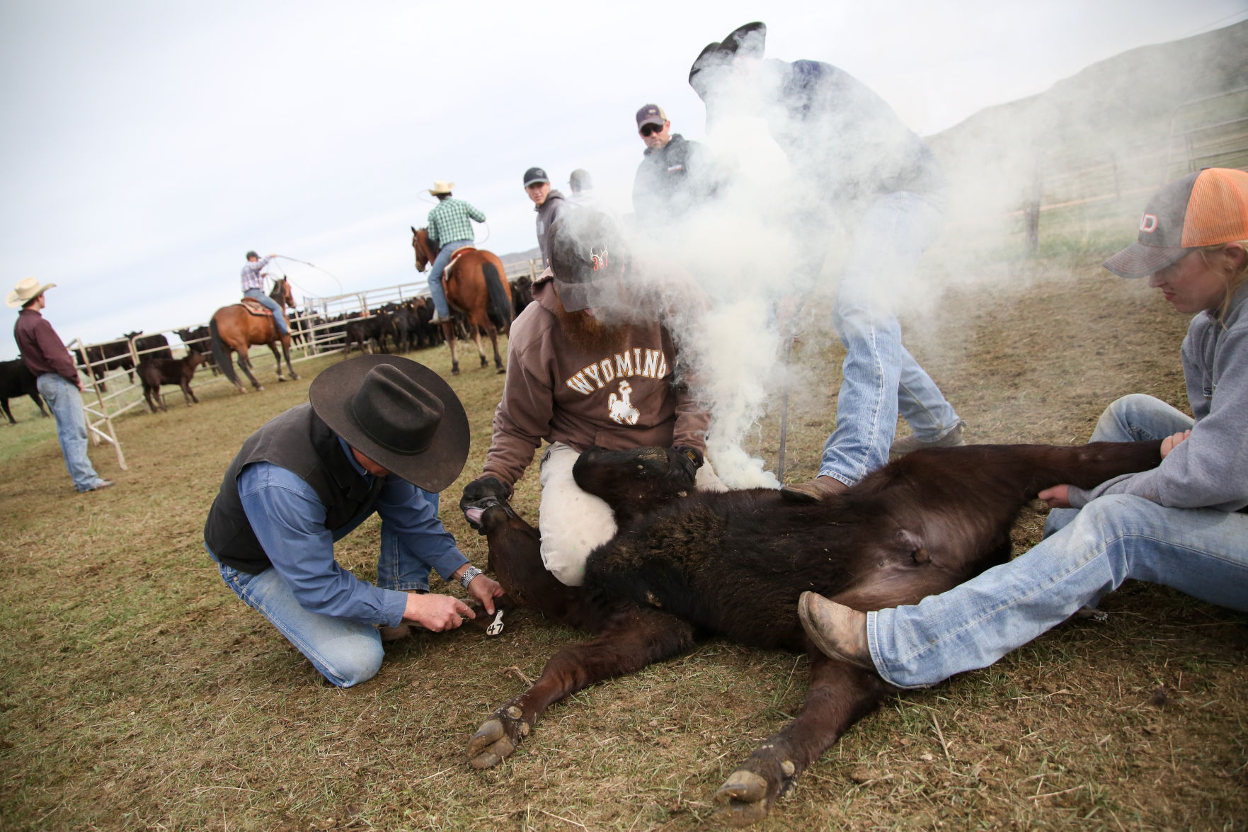 Sheridan Cattle Branding
